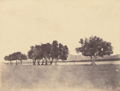 Études de sycomores, Korosko - John Beasly Greene